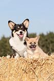 CORGI PEMBROKE 108